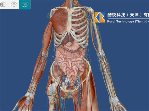 女性人體|适合所有人的解剖学课程 